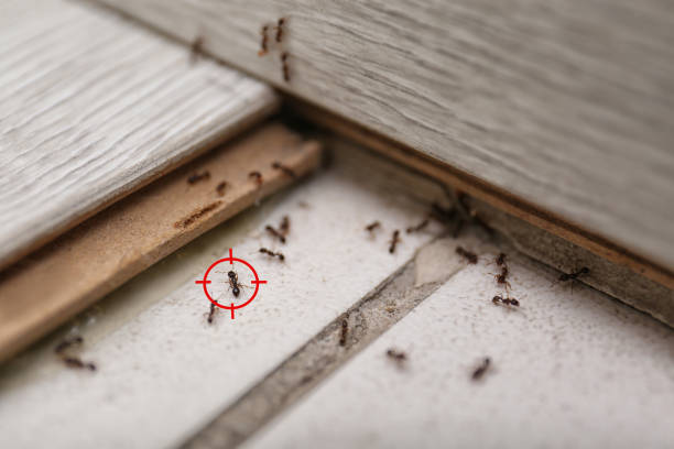 Best Pest Control Near Me in Bayshore Gardens, FL