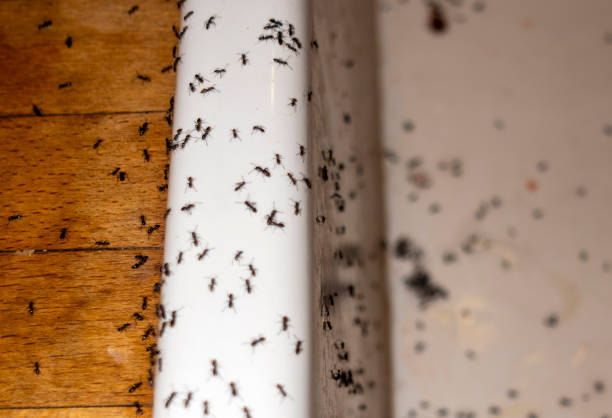 Best Pest Prevention Services  in Bayshore Gardens, FL