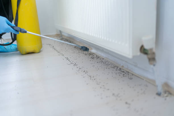 Best Ant Control Services  in Bayshore Gardens, FL